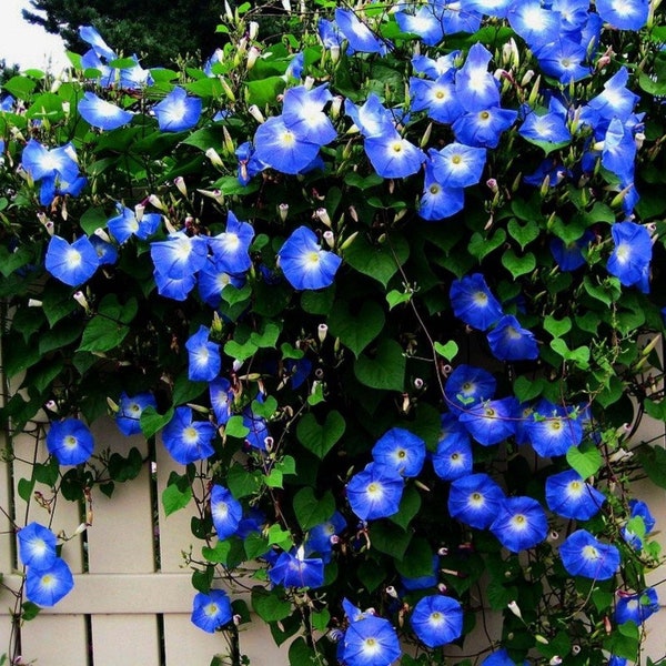 Blue Morning Glory Seeds - Ipomea Tricolor - Biologische tuin