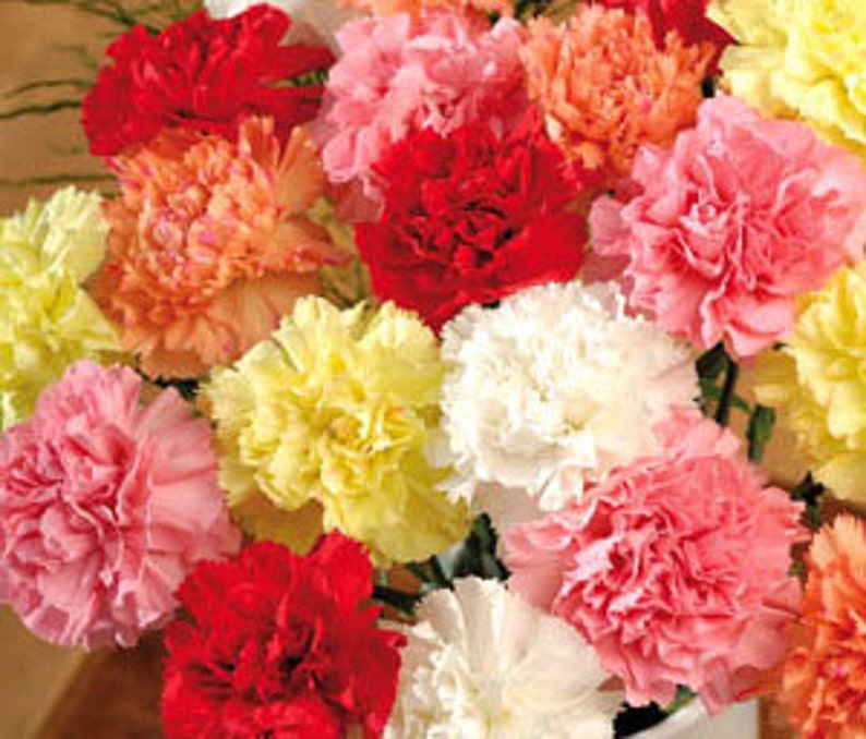 Carnation Seeds 50 Seeds Code 039 Etsy