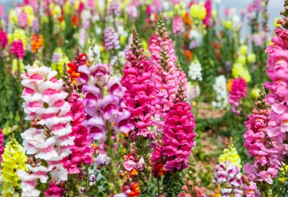 Antirrhinum tall mixed seeds 30 seeds skilaki seeds | Etsy