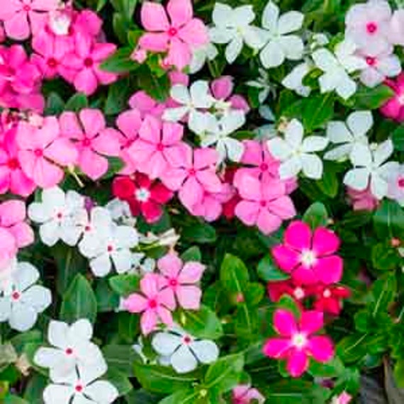 Vinca Rosea Varieties