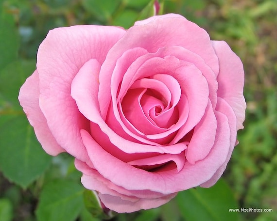 Pink Roses Seeds - 20 Seeds - Code 009 - Etsy Canada