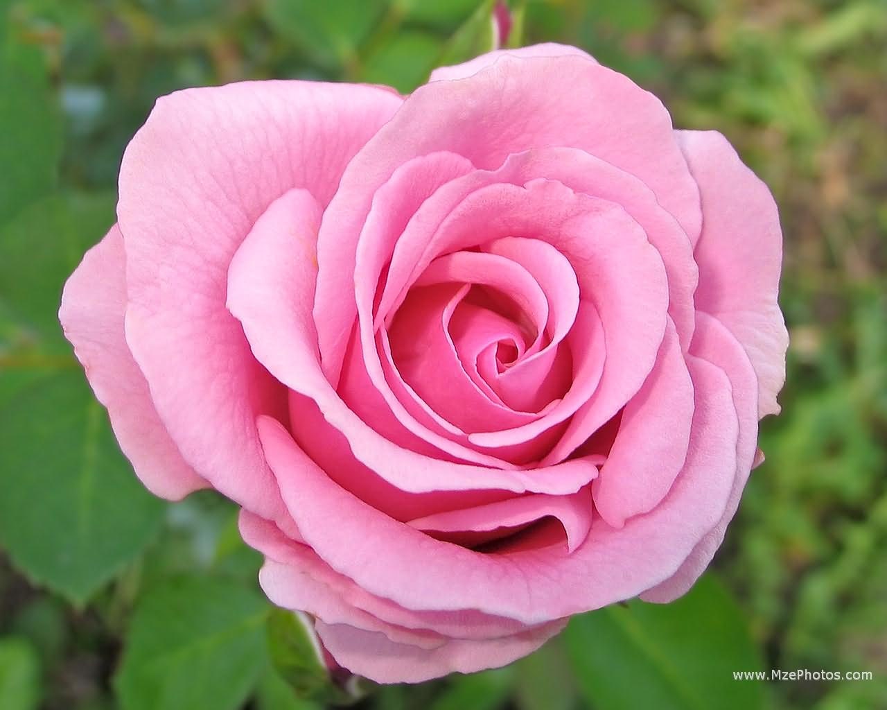 rose♤rose il_fullxfull.6144281764_f23q.jpg