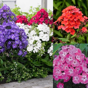 Phlox drummondii mixed seeds, code 147, colorfull flowers seeds, spring flowers