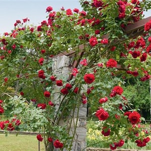 Pode incluir: Um roseiral vermelho crescendo em uma pérgola de madeira com pilares de pedra. O arbusto está coberto de rosas vermelhas em plena floração.