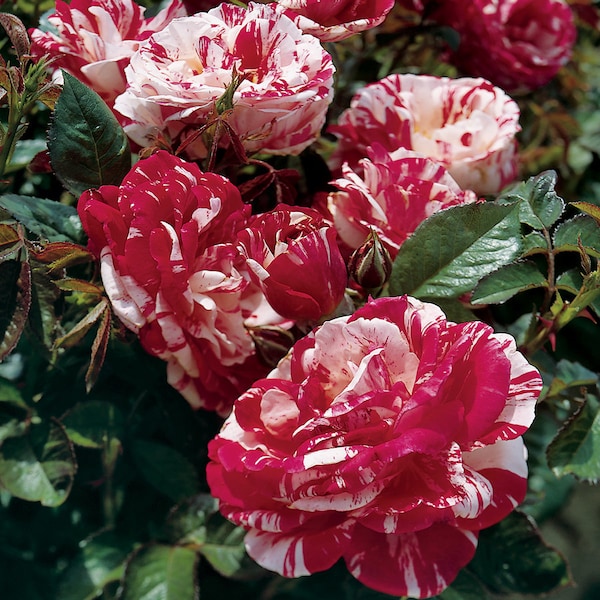 Dark red white rose seeds- 20 seeds- code 359