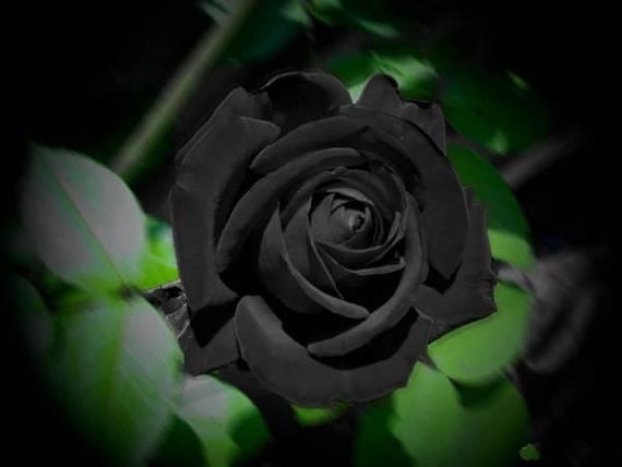 Buy Black Rose Seeds - 20 Seeds - Code 001 Online in India - Etsy