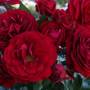 Bordaux rose seeds - 20 seeds - code 605