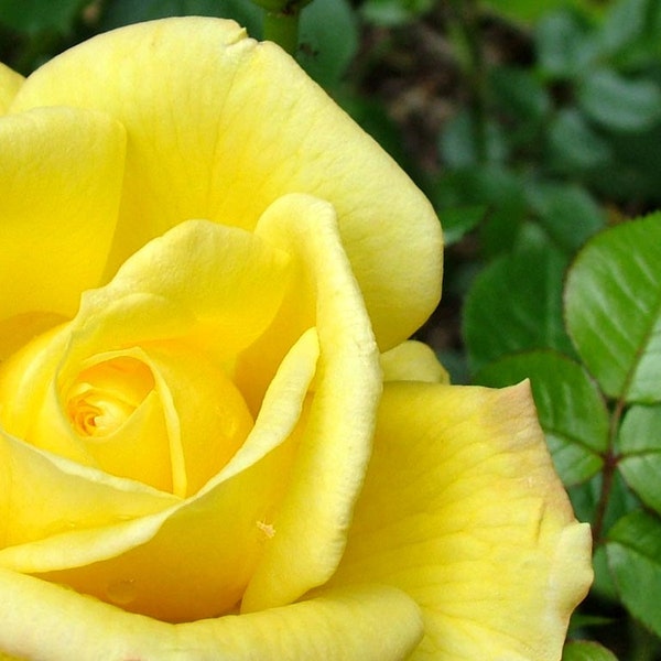 yellow roses seeds - 20 seeds - code 020