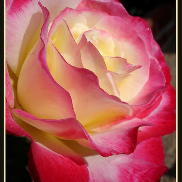 Yellow red white rose flower seeds -20seeds - code 395