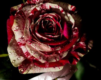 100 stücke Schöne Rote & Weiße Osiria Rubin Rose Blumensamen 