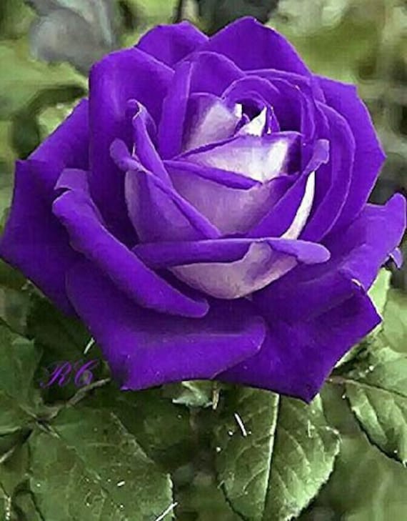 Purple White Roses Flower Seeds 20 Seeds Code 370 Etsy