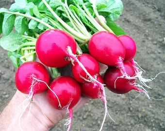 Radish cherry belle seeds - code 138 - 200 seeds