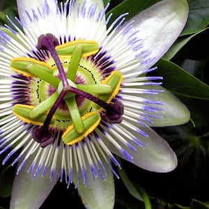 May include: A close-up of a white and purple passion flower with yellow and green accents in the center.