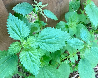 Urtica Nettle dioica seeds- 1000 seeds-code 257