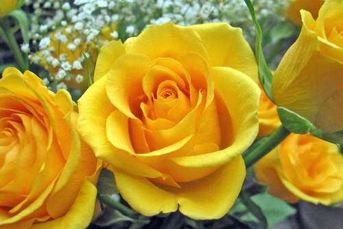 Yellow Roses Seeds 20 Seeds Code 020 - Etsy UK