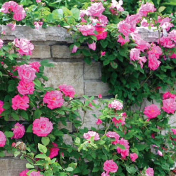 Climbing bright pink roses seeds- 20 seeds - code 385