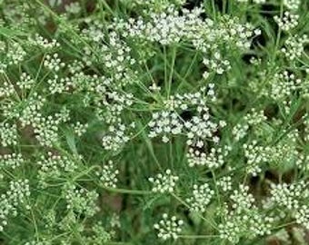 Bio Anis Samen | Pimpinella Anisum | Traditionelle griechische Kräutersamen | Nicht GVO Erbstück Samen | Aromatisches Küchenkraut