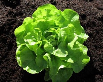 Lettuce divina- code 848, green salad, green way of life, vegetable