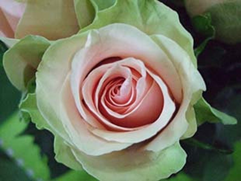 Роза дансинг квин фото и описание Dancing queen roses seeds 20 seeds code 070 Etsy