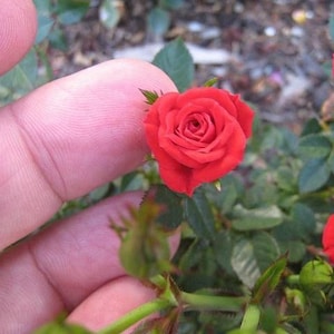 May include: A close-up of a red rose with a finger in the foreground. The rose is in bloom and has a delicate, velvety texture. The rose is part of a bush with green leaves.