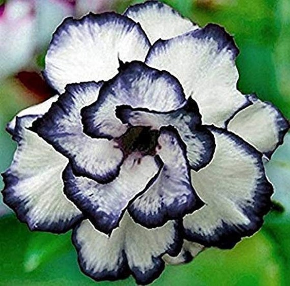 Cœur noir graines de fleur de rose blanche-20 graines code - Etsy France