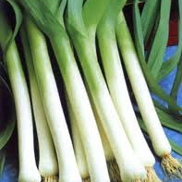 Leek seeds - leek d hiver seeds - 100 seeds - code 101