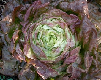 Round lettuce maikonig -early season lettuce -lettuce four seasons -llactuca sativa - code 416