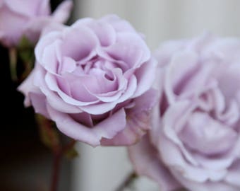 ♡Rose rose♡ il_340x270.1280496326_j2cm.jpg