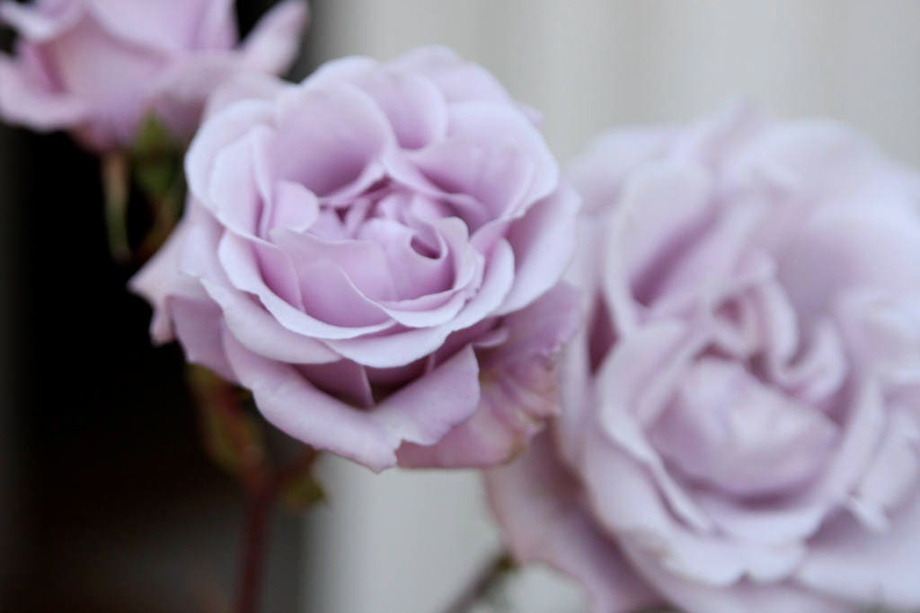 ROSE❣️ il_fullxfull.1280496326_j2cm.jpg