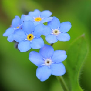 Vergissmeinnicht Blumensamen: Myosotis Mix - 25 Samen