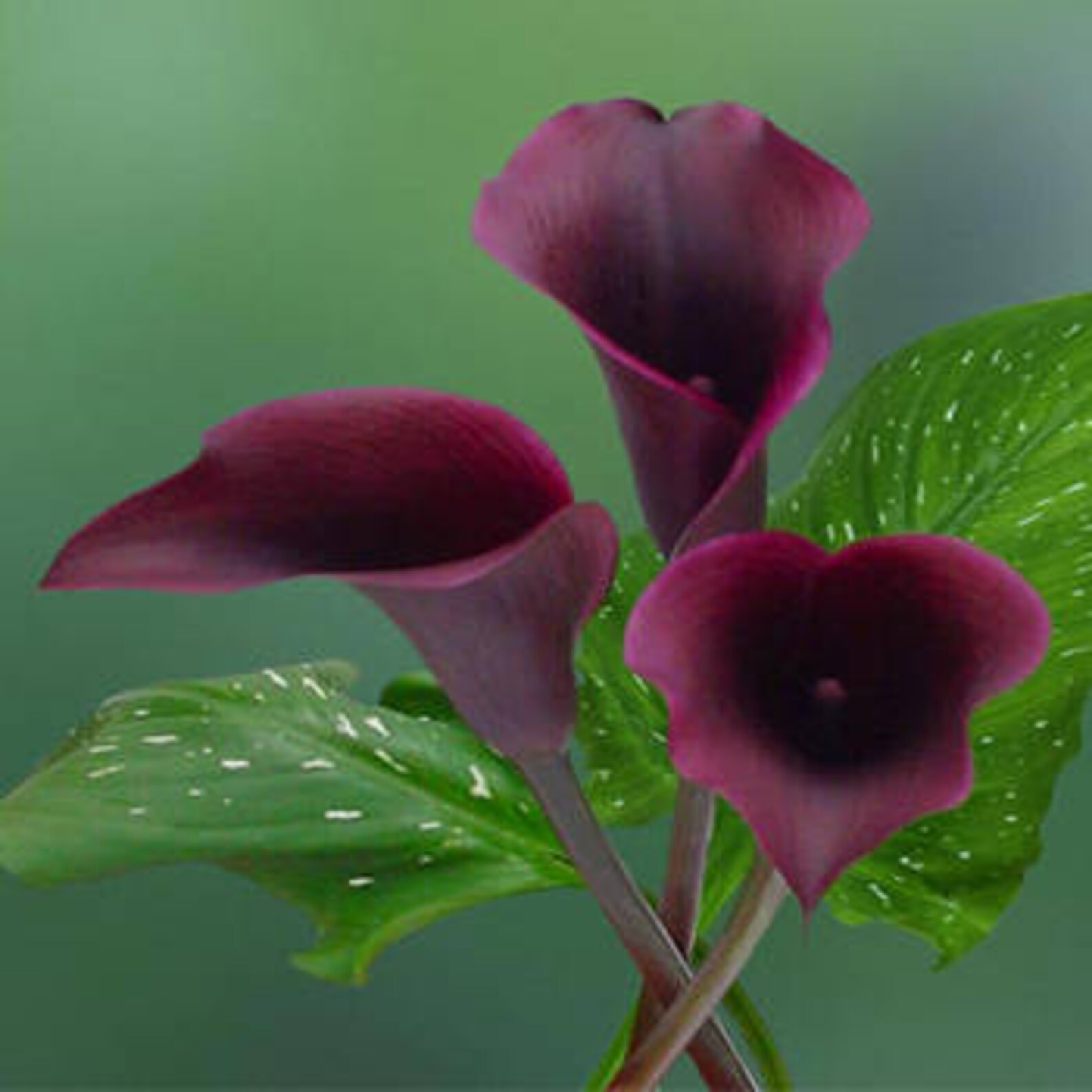 Калла аметист