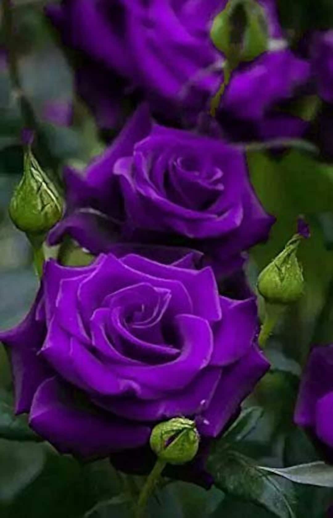 Buy Purple Roses Seeds 20 Seeds Code 004 Online in India - Etsy