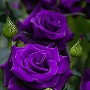 Purple roses seeds- 20 seeds - code 004