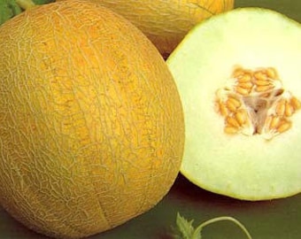 Melon amarillo seeds