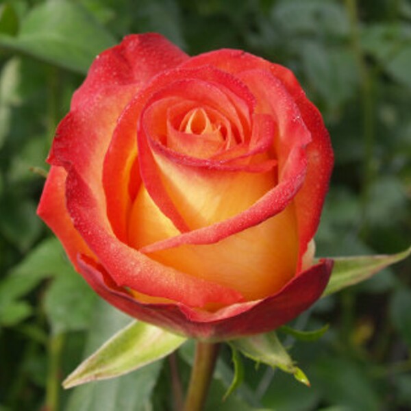 Orange rose flower seeds,7,flower roses seeds, roses from seeds,planting roses,growing roses from seeds,seeds for roses