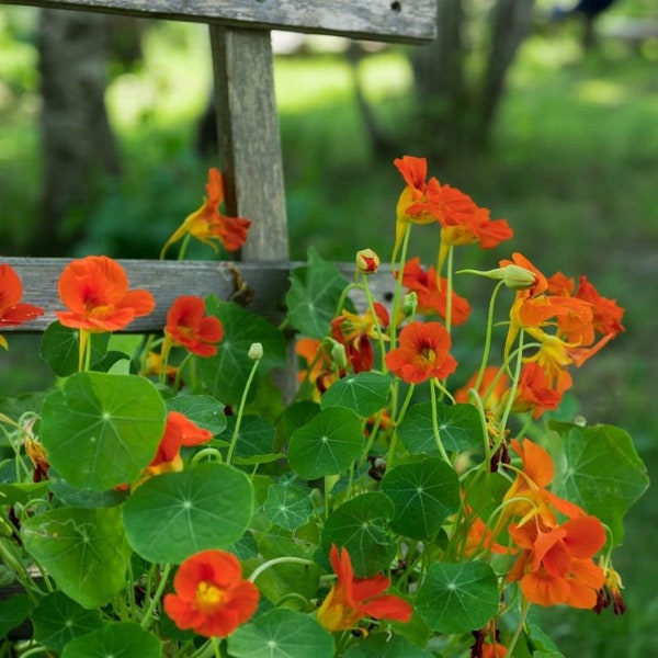 Indian cress flower tropaeolum majus seeds - code 045