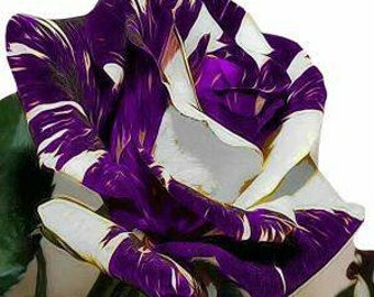 Purple white rose flower seeds - 20 seeds -codeA 578