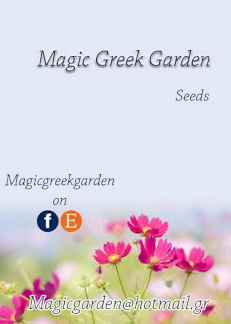 Purple red roses flower seeds code 824 20 seeds Etsy