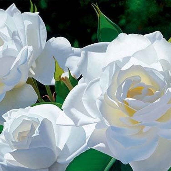 Weiße Rosen Samen-20samen - Code 198