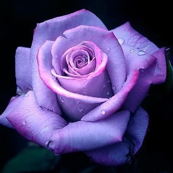 stifling remose roses seeds -  20 seeds - code 199 -purple pink rose