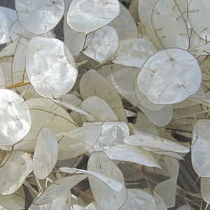 Lunaria seeds - money flower code 022