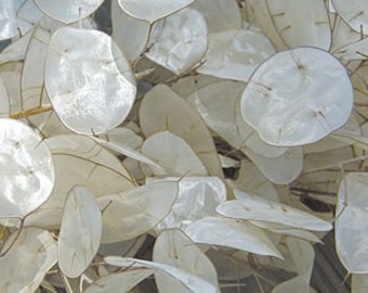 Nasiona Lunaria - kwiat pieniężny kod 022