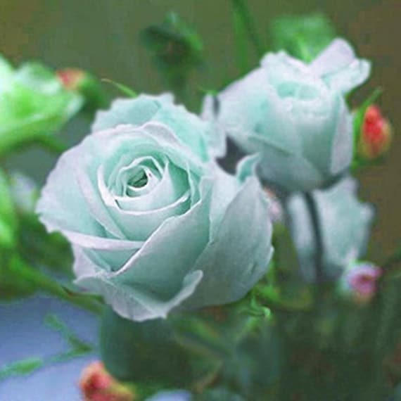 20 Rare Seed Bright Green Rose Seeds Flower For Planting Bush Green