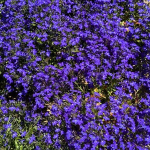 Lobelia flowers mixseeds - code 106 - spring flower - colorful flower