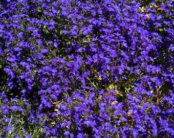 ロベリアの花ミックスシード - コード106 - 春の花 - カラフルな花