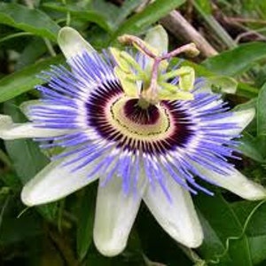 May include: A close-up of a white and blue passionflower with a purple center. The flower has a unique, intricate design with a ring of white filaments surrounding the center.