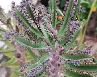 Cactus celestial being seeds -  25 seeds - code 651