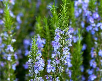 Semillas de romero (50 semillas) / Rosmarinus officinalis / Semillas de hierbas autóctonas / Hierba medicinal culinaria / Cultivo en maceta