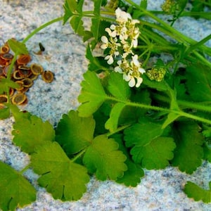 Könnte beinhalten: Nahaufnahme von frischen grünen Blättern, weißen Blüten und braunen Samen. Die Blätter haben eine ausgeprägte Form, und die Samen sind klein und rund. Das Bild ist auf einer strukturierten, hellfarbigen Oberfläche aufgenommen.