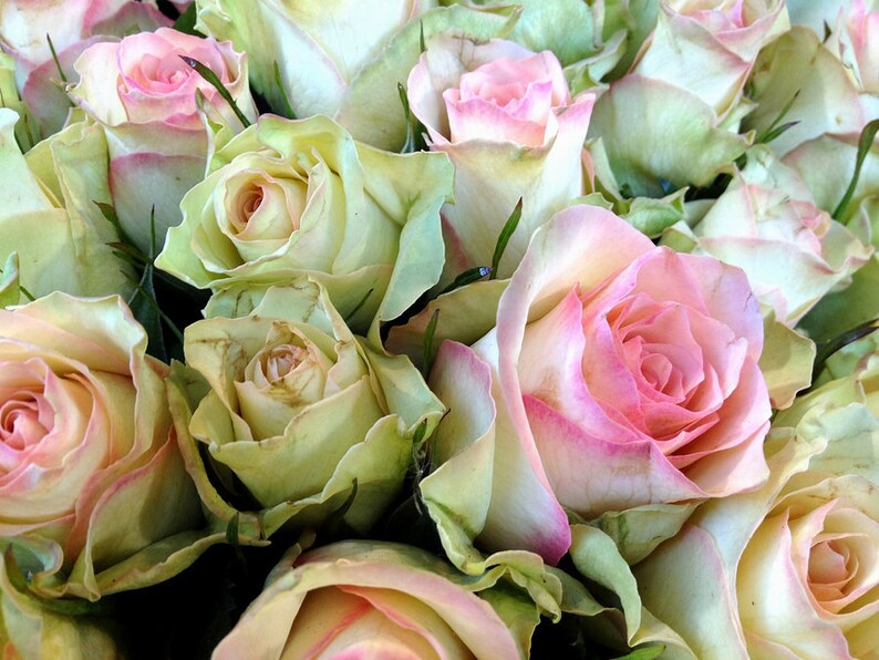 Dancing Queen Roses Seeds 20 Seeds Code 070 Etsy